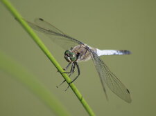 Orthetrum cancellatum - mâle