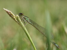 Agrion élégant - femelle