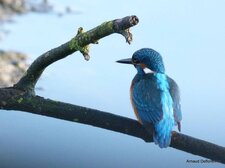 Martin pêcheur - Alcedo athtis