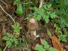 Champignons