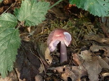 Champignon