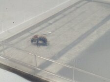 Abeille