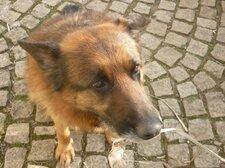 Berger allemand à poil long