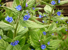 Buglosse officinale
