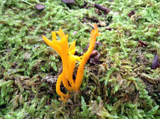 Clavaire sp.