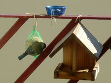 Mésange charbonnière à table
