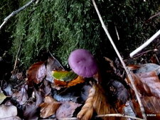 Clitocybe améthyste