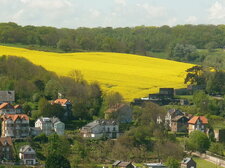 Champ de colza