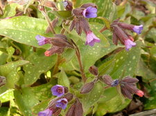 Pulmonaire officinale