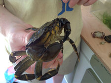 Crabe vert