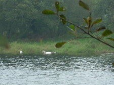 Cygne