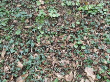 Tapis végétal