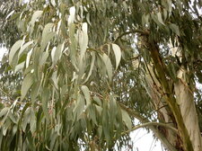 Eucalyptus