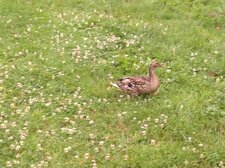 Canard normand