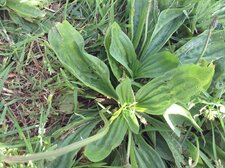 Plantain lancéolé 
