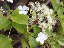 Abeille