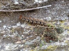 Chenille