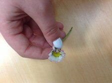 Pâquerette,Bellis perenis