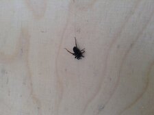 Araignée