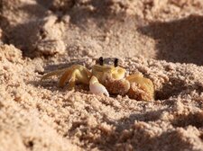 Crabe fantôme
