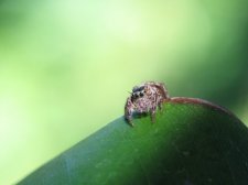 Araignée Salticidae
