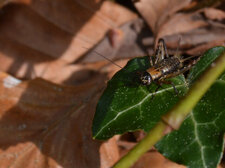 Grillon - Nemobius sylvestris