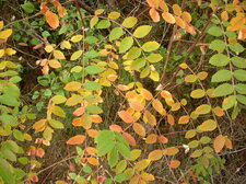 Cormier (sous réserve)