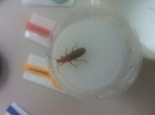 Rhagonycha fulva.