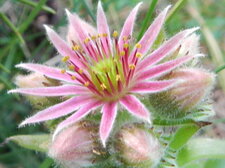 Fleur de Joubarbe des toits, Sempervivum tectorum