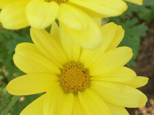 La fleur jaune.