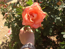 La Rose