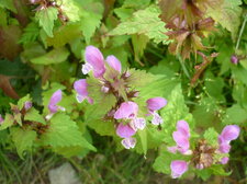 Lamium maculatum (lamier panaché)