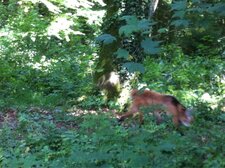 Loup de branfere