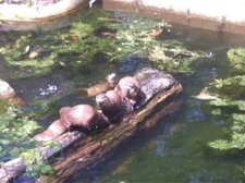 Loutre cendrée