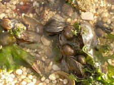 Mare témoin