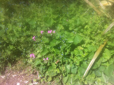 Myosotis du Caucase