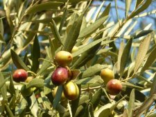 Olives 