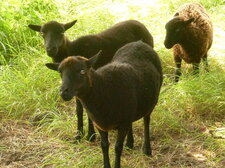 Moutons d
