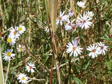Aster maritime (aster tripolium)