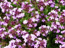 Thym serpolet
