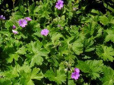 Geranium mou