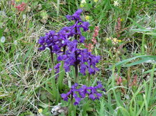 Orchidée "bouffon" (anacamptis morio)