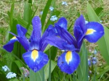 Iris à feuilles en glaive (iris xiphium) 