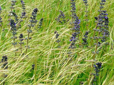 Sauge à feuilles de verveine