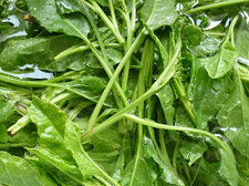 Beta vulgaris maritima (blette sauvage)