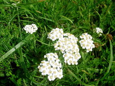 Achillée millefeuille