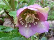 Hellébore orientale (helleborus orientalis)