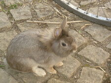 Panpan, lapin nain grignoteur de plate-bandes