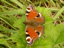 Papillon "paon de jour"