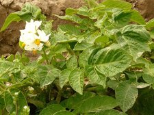 Fleur de pomme de terre